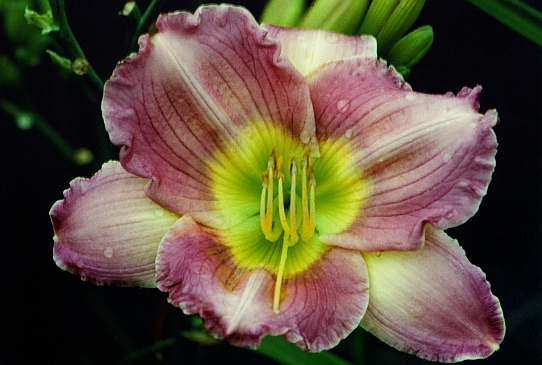 Earlene Garber Эолен Гербе