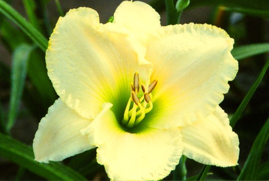 Early Snow Эали Сноу