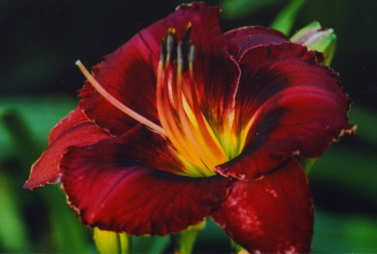 Ebony Pools Эбони Поолс