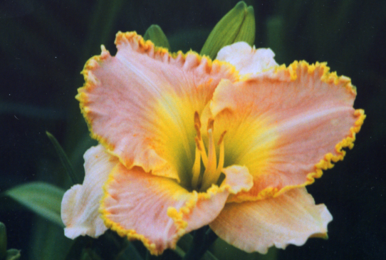 Ed Brown Эд Браун