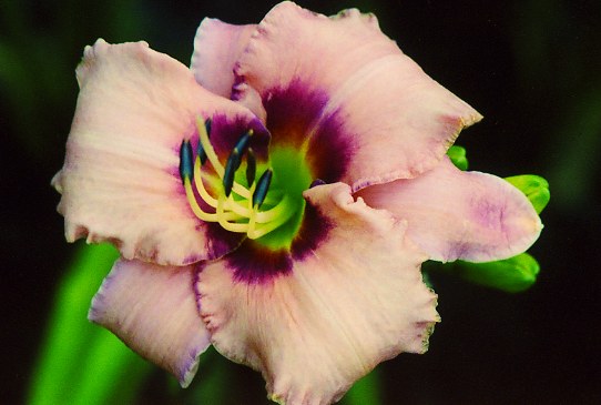 Эдж Эхед Edge Ahead