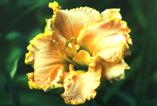 Edge of Heaven Эдж оф Хевен