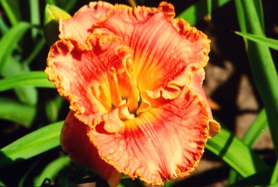 Edith Sliger Идис Слайгер