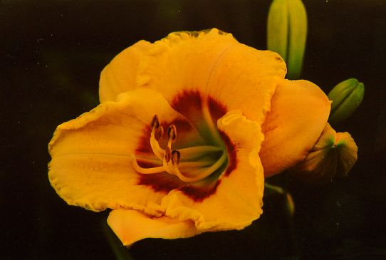 Эл Десперадо El Desperado