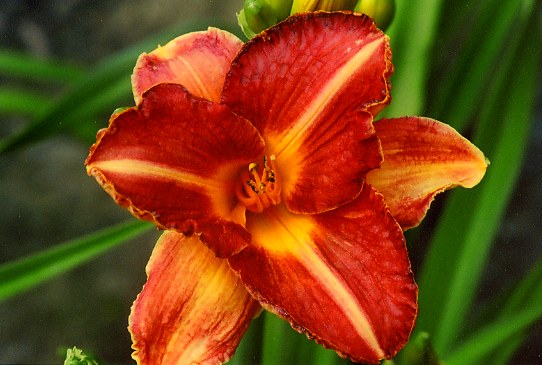 El Rosario Ел Роузерио