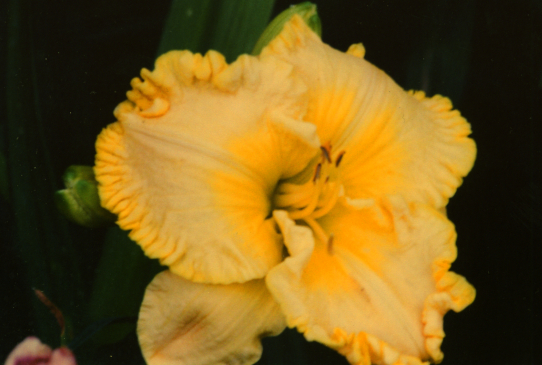 Eleanor Roosevelt Элеанор Рузвельт