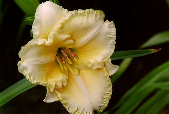 Elegance Supreme Элигентс Сюприм