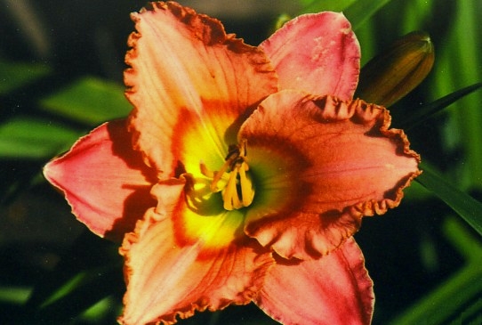 Элегант Канди Elegant Candy