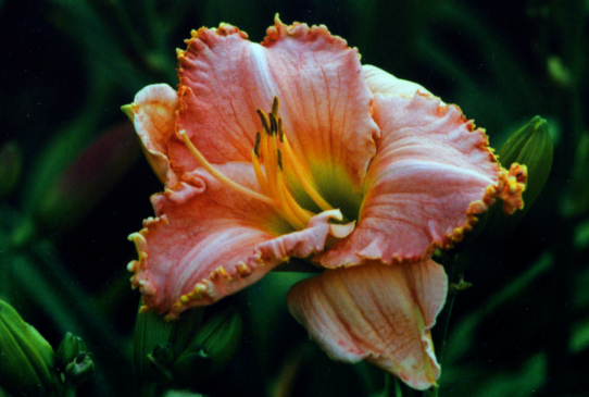 Elizabeth's Magic Элизабетс Мэджик