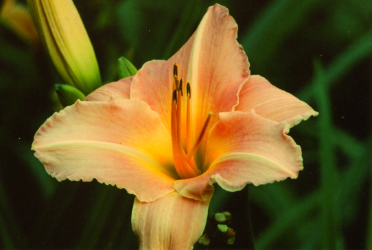 Элизабет Селтер Elizabeth Salter