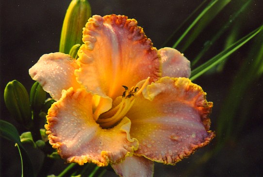 Инчантед Ейприл  Enchanted April