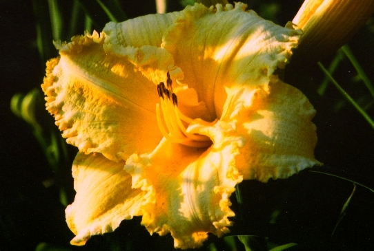 Erin Lea Ерин Леа