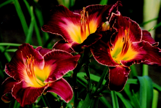 Evening Concerto Ивнин Концеэтеу