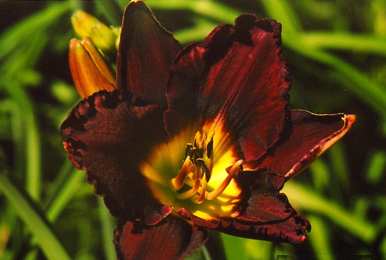 Вечернее Очарование Evening Enchantment