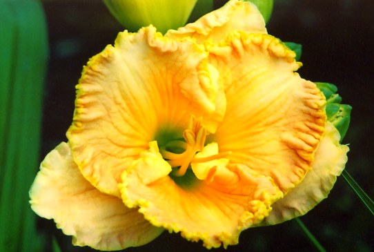 Эве Делайфул Ever Delighfull