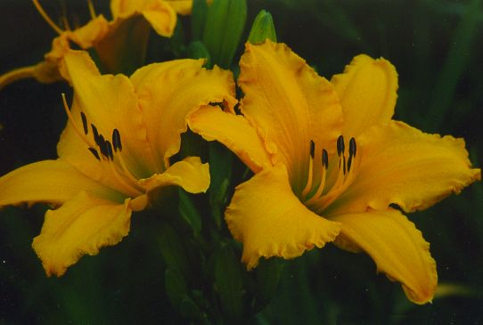 Эве Соу Рафлд Ever So Ruffled