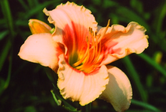 Exotic Candy Икзотик Канди