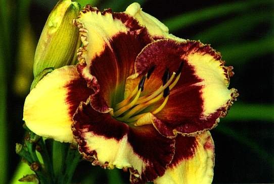 Facepaint Фейспайнт