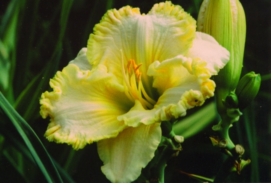 Ferengi Gold Ференджи Голд