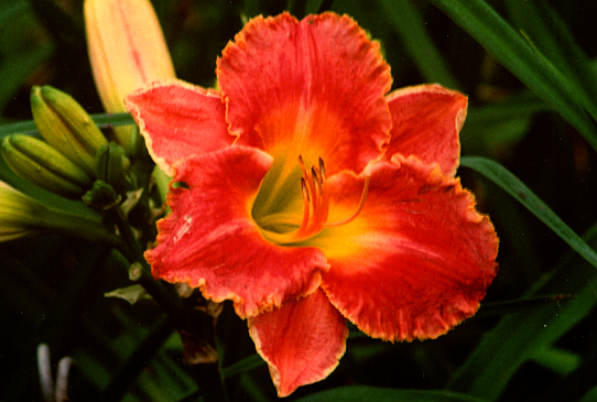 Finish With a Flourish Финиш Уиз э Флариш