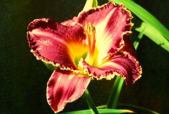 Forbidden Fantasy Фебиден Фэнтэзи