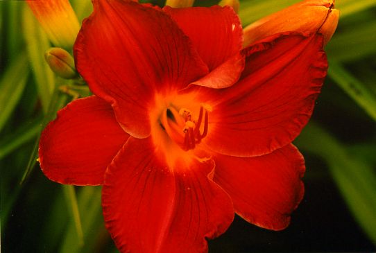 Вечно Красный Forever Red