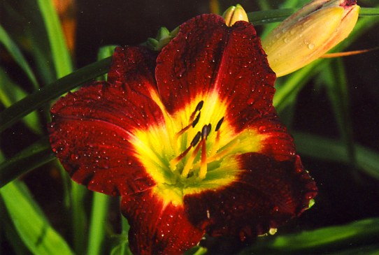 Фосис Уайт Бадс  Forsyth White Buds