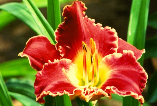  Francis of Assisi Фрэнсис оф Азизи