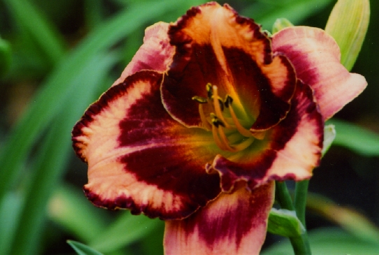 Francois Verhart Франтсис Верхарт