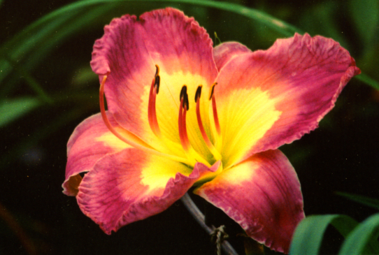 Freida Allen Jerrell Фрейда Ален Джерел