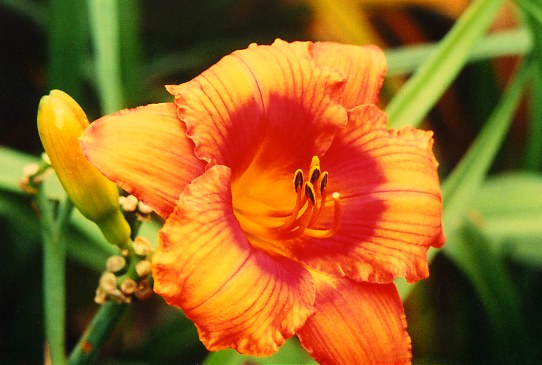 Furnaces Of Babylon Фенис Оф Бейбилон