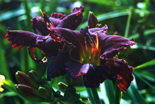 Geneva Black Shadows Женева Блэк Шадоуз