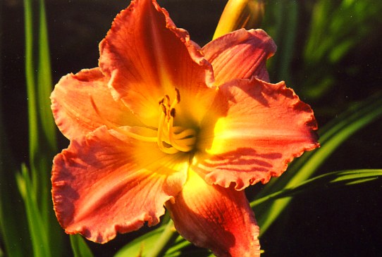 Джентл Роуз Роуз  Gentle Rose