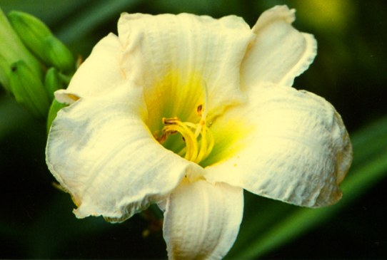 Gentle Shepherd Гентл Шеферд