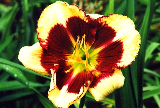 Giant Panda Джайент Панда