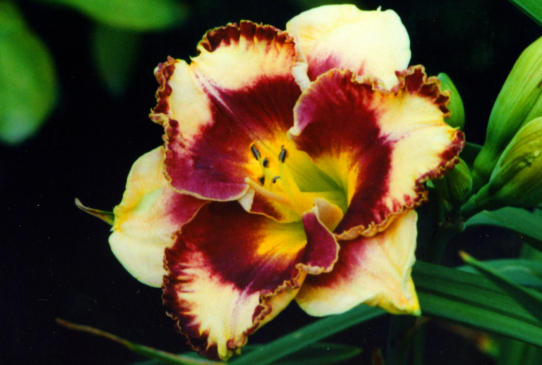 Grand Masque Гранд Маск