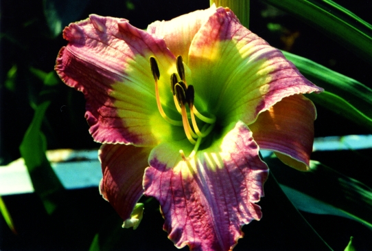 Grand Palais Гранд Палас