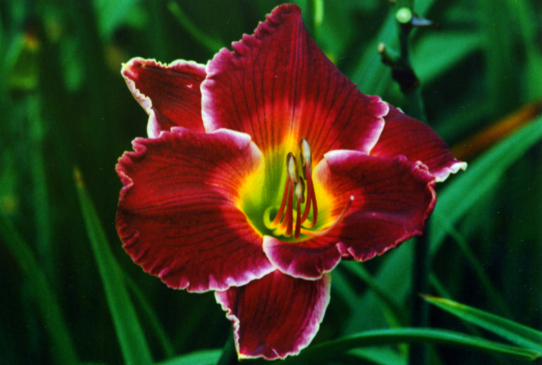 Gutsy Grape Гатси Грейп