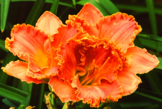 Harborwalk Хабеуок