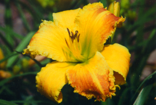 Heavenly Beginning's Хевенли Бигинингс