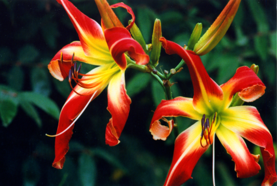 Heavenly Mr.Twister Хевенли Мистер Твистер