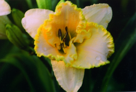 Heaven's Glory Хэвенс Глори