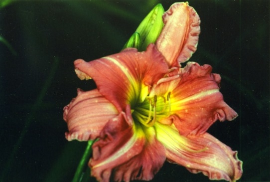 Helen Shooter Хелен Шутер