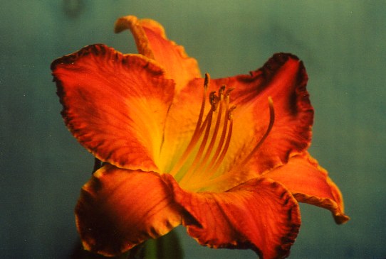 Лилейник №398