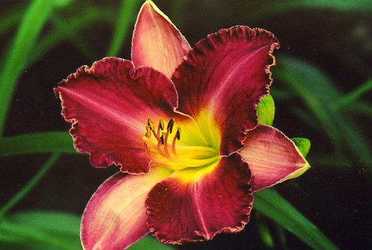 Лилейник №418