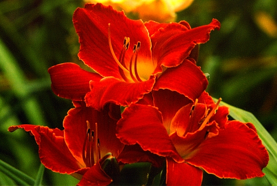 Highland Lord Хайленд Лод