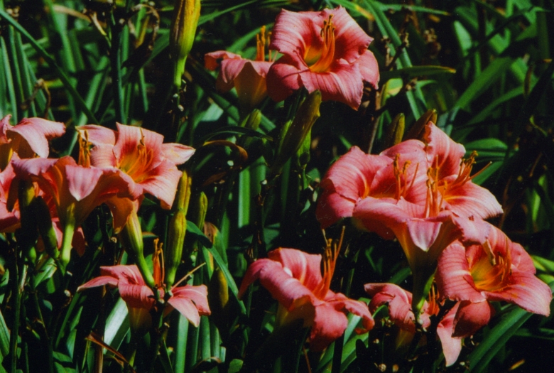 Hilting Lady Хотин Леади