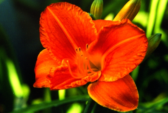 Hot Bronze Хот Бронз