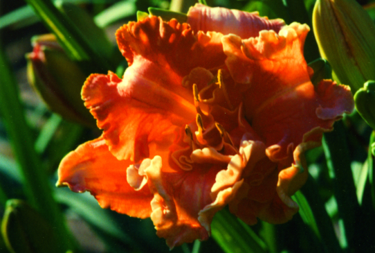 Hot Cider Хат Сайде