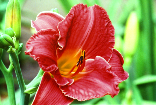 Impetuos Fire Импетуэс Файре